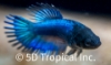 Picture of BETTA - CROWNTAIL FEMALE 