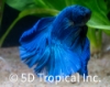 Picture of BETTA-DUMBO MALE       
