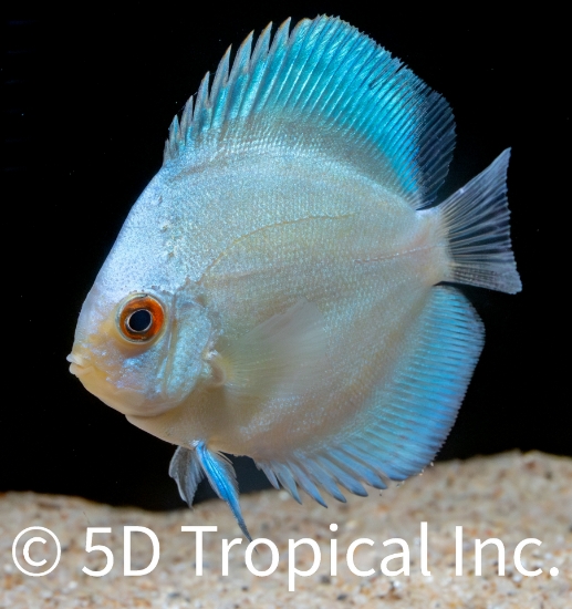 Picture of DISCUS-BLUE DIAMOND 2-2.5" SINGAPORE   