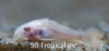 Picture of CORY-ALBINO PALEATUS        