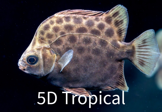 Picture of GREEN SCAT MD (FW)       