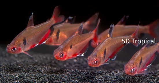 Picture of TETRA-SERPAE (FL)        