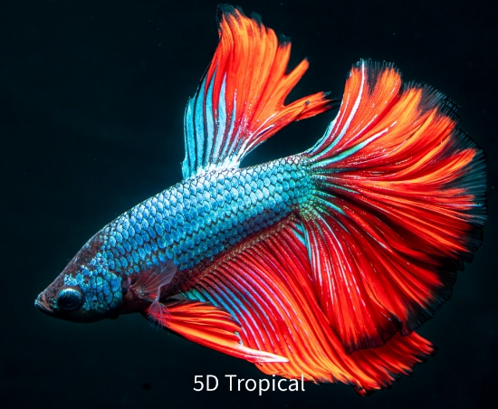 Picture of BETTA-HALFMOON MALE       