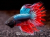 Picture of BETTA-DRAGONSCALE CROWNTAIL MALE