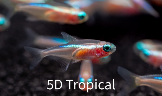 Picture of TETRA-NEON GOLD(FL)-    