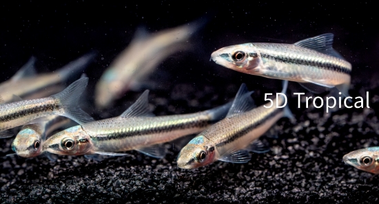 Picture of MISC-SIAMESE ALGAE EATER (FLORIDA BRED)         