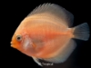 Picture of ASST DISCUS 2"(BG)WW     