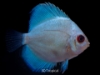 Picture of ASST DISCUS 2"(BG)WW     