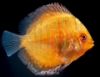 Picture of ASST DISCUS 2"(BG)WW     
