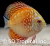 Picture of DISCUS-MARLBORO 2.5" SINGAPORE   