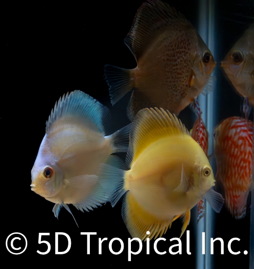 Picture of DISCUS-ASSORTED 2-2.5" SINGAPORE  