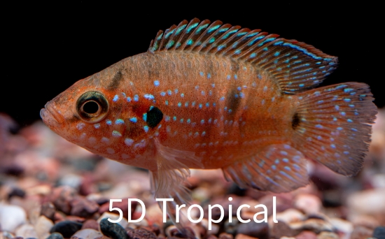 Picture of CICHLID-RED BALLOON JEWEL 2" 