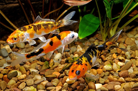 Picture of KOI 2-3"-                