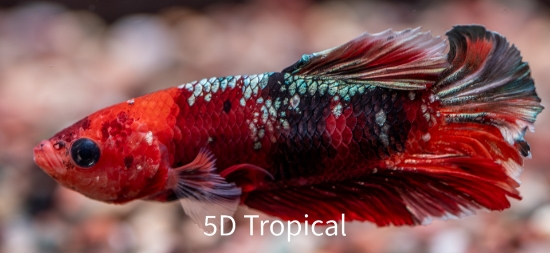 Picture of BETTA -  KOI MALE SHOW  LG