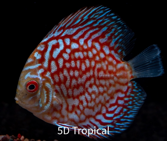 Picture of DISCUS-ASST 2.5-3" SINGAPORE  