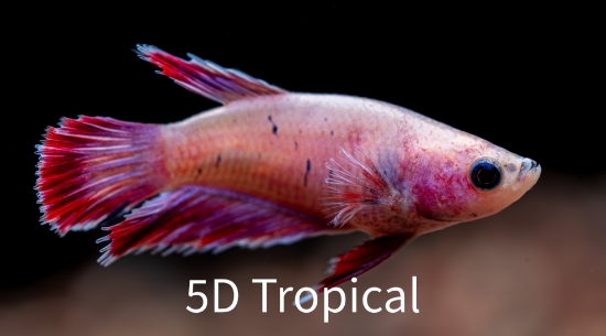 Picture of BETTA-HALFMOON FEMALE  