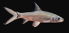 Picture of SHARK-BALA MD-            