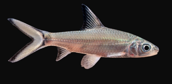 Picture of SHARK-BALA MD-            