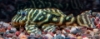 Picture of SOUTH AMERICAN PLECO-L-129 COLOMBIAN ZEBRA  