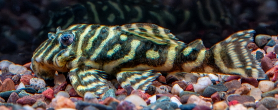 Picture of SOUTH AMERICAN PLECO-L-129 COLOMBIAN ZEBRA  
