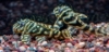 Picture of SOUTH AMERICAN PLECO-L-129 COLOMBIAN ZEBRA  