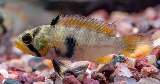 Picture of PANDURINI DWF-WW         