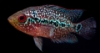 Picture of CICHLID-FLOWER HORN REG (FLORIDA BRED)  