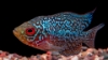 Picture of CICHLID-FLOWER HORN REG (FLORIDA BRED)  