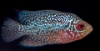 Picture of CICHLID-FLOWER HORN REG (FLORIDA BRED)  