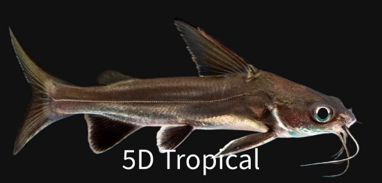 Picture of SOUTH AMERICAN CATFISH- COLOMBIAN SHARK 