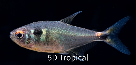 Picture of TETRA-HEAD & TAIL LIGHT