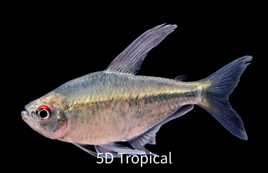 Picture of TETRA-DIAMOND           