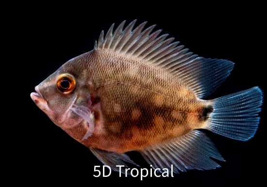 Picture of CICHLID-UARU MED-TANK RAISED        -        