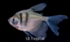 Picture of TETRA-LONGFIN BLACK SKIRT (BLACK WIDOW)           