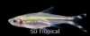 Picture of TETRA-SCISSORTAIL