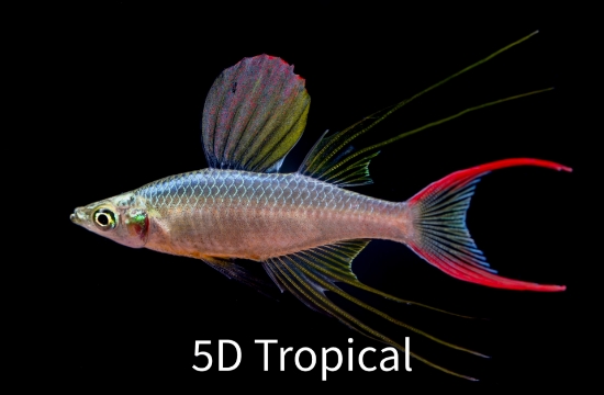 Picture of RAINBOWFISH-FEATHERFIN (THREADFIN) 1.5-2"-     