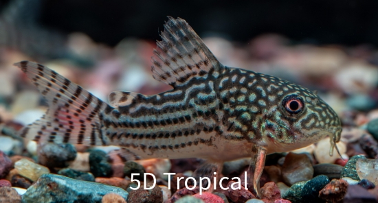 Picture of CORYDORAS- C. STERBAI TR     