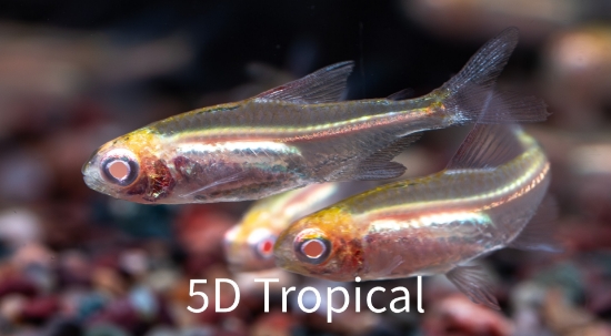 Picture of TETRA-ALBINO GLOWLITE