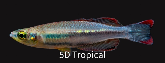 Picture of RAINBOWFISH-MADAGASKAR REG      