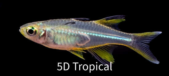 Picture of RAINBOWFISH-CELEBES      