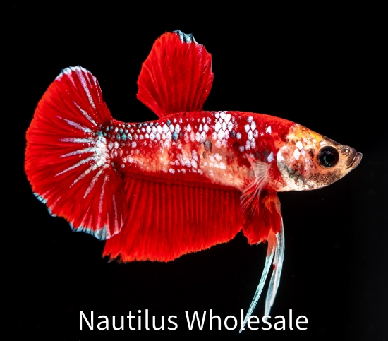 Picture of BETTA-FANCY PLAKAT MALE BETTA  