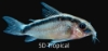 Picture of ARCUATUS CORY LG.W.W     