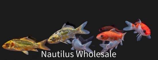 Picture of KOI 3"  (FLORIDA)