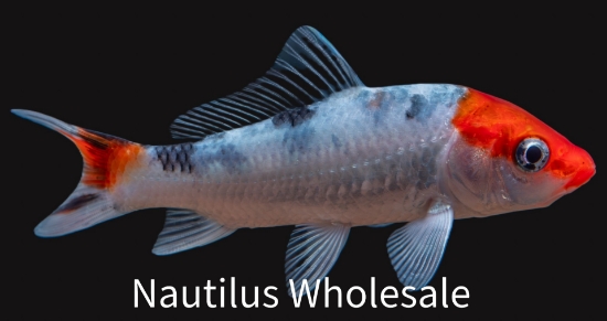 Picture of KOI 4" (FL) 