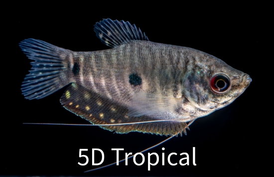 Picture of GOURAMI-LAVENDER              