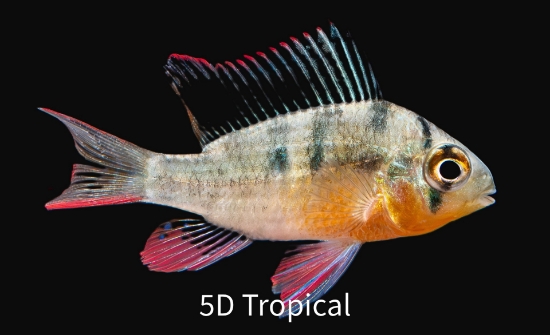 Picture of CICHLID-BOLIVIAN RAM-            