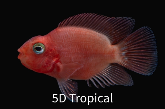 Picture of FAR EAST FISH-BLOODY PARROT SM-        