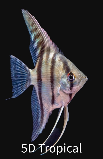 Picture of SILV ANGEL SELECT-       