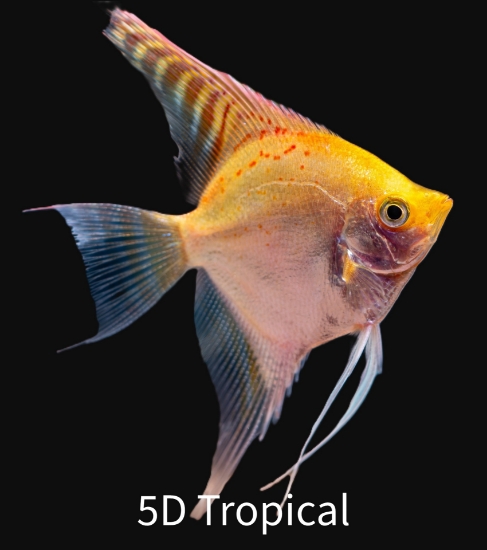 Picture of ANGELFISH-GOLD ANGEL MED        