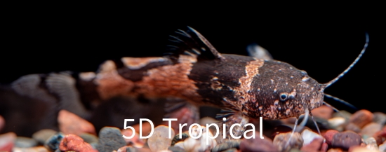 Picture of SOUTH AMERICAN CATFISH- -BUMBLEE CAT